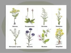Гербарий медоносные растения (24 вида)