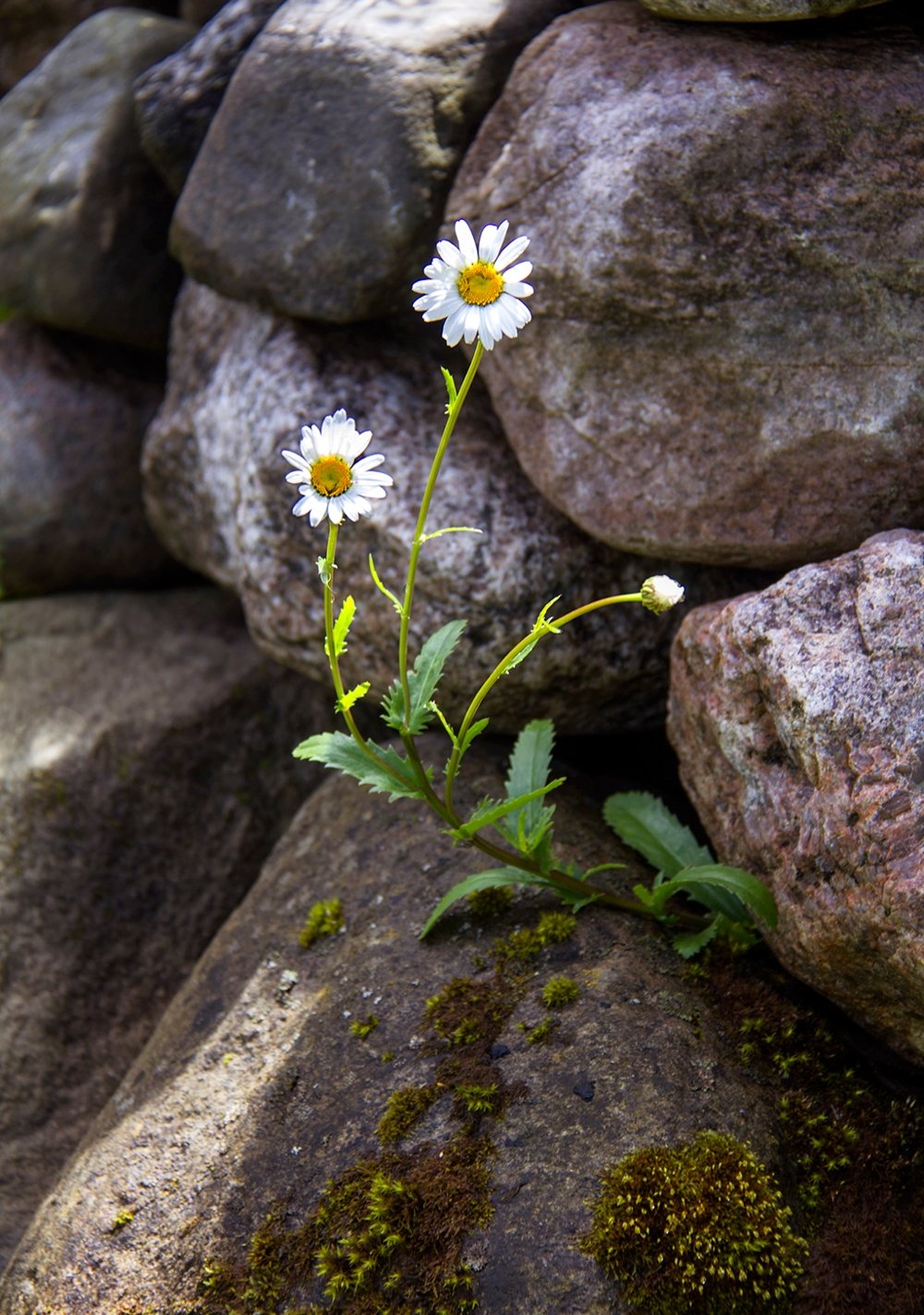 Цветы в камнях на даче (72 фото)