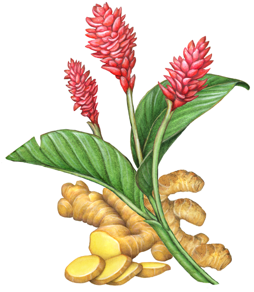 Alpinia officinarum