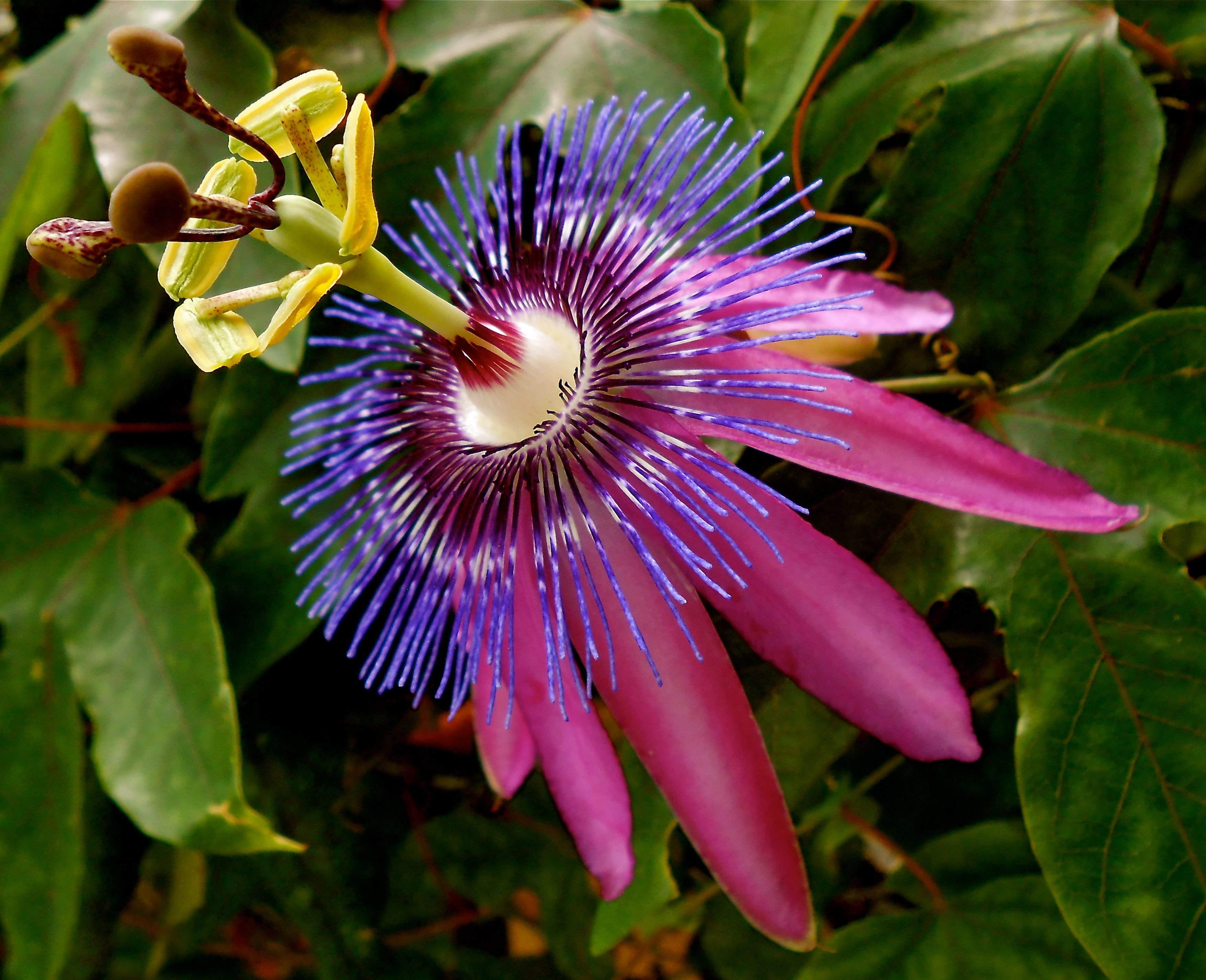 Экзотические формы. Цветок Дикая пассифлора голубая. Орхидея пассифлора. Пассифлора Гавайская. Цветок дромелиана.