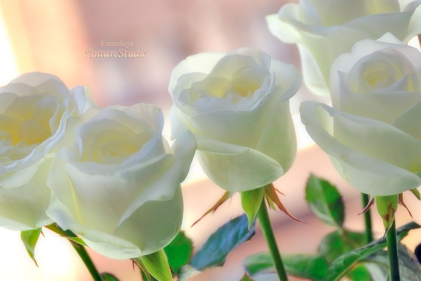 Песня ах белые розы