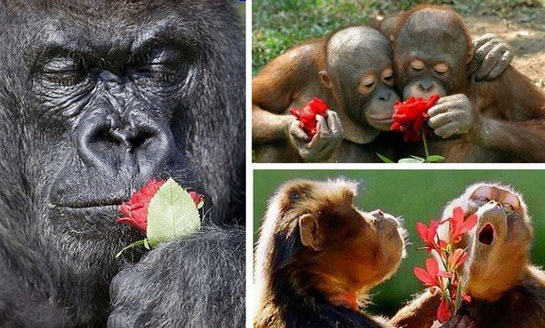 Обезьяна дарит цветы