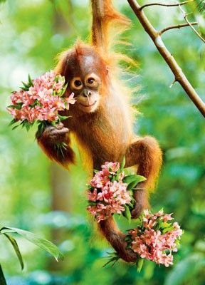 Обезьяна с цветком