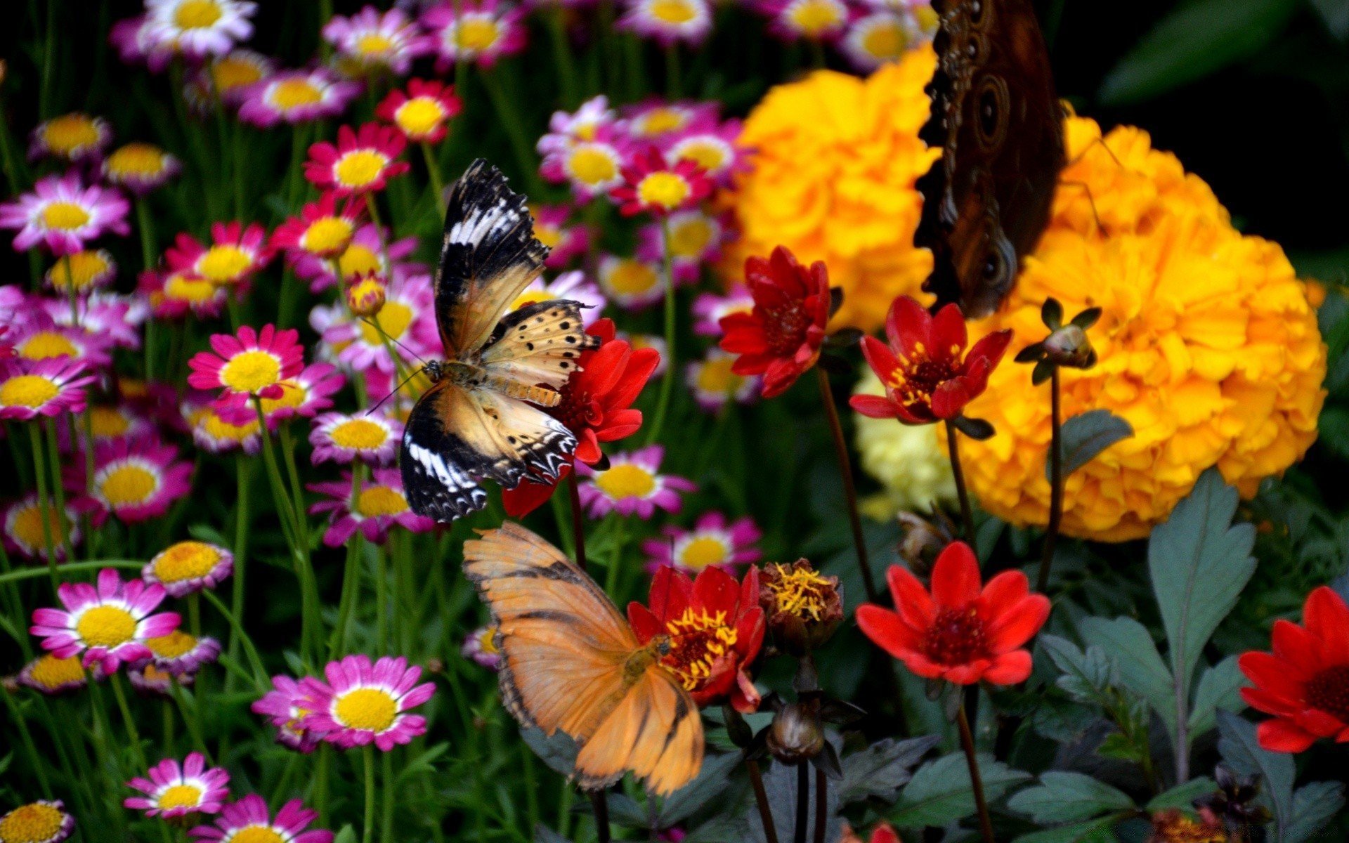 Стоковые фотографии по запросу Бабочка и цветы
