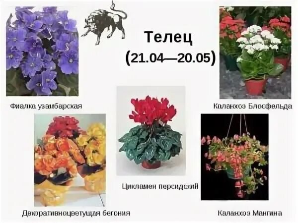 Цветы к тельцам