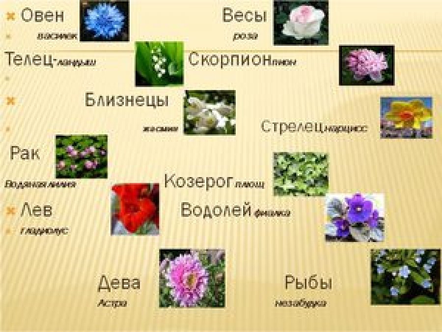 Какое растение ты видишь. Цветы по гороскопу. Цветочный гороскоп. Цветочный гороскоп по знаку зодиака. Растения и цветы по знаку зодиака.