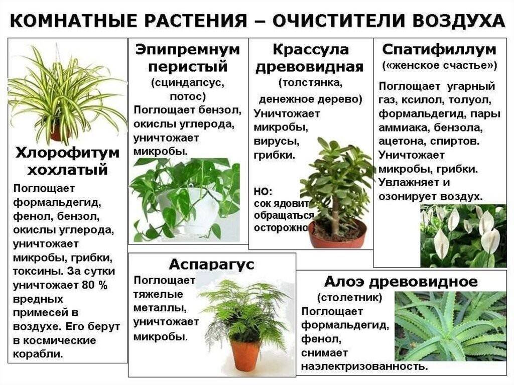 Садовые и комнатные растения