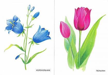 Названия цветов для дошкольников