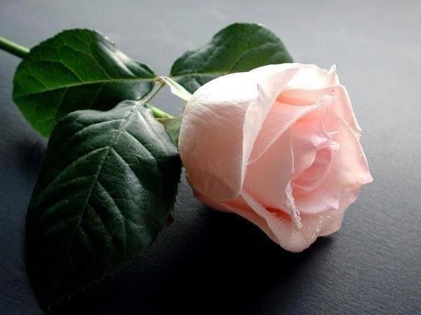 Открытка "прости"