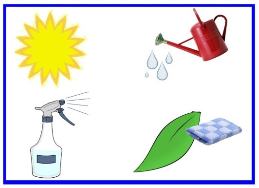 Алгоритм ухаживания за комнатными растениями в детском саду