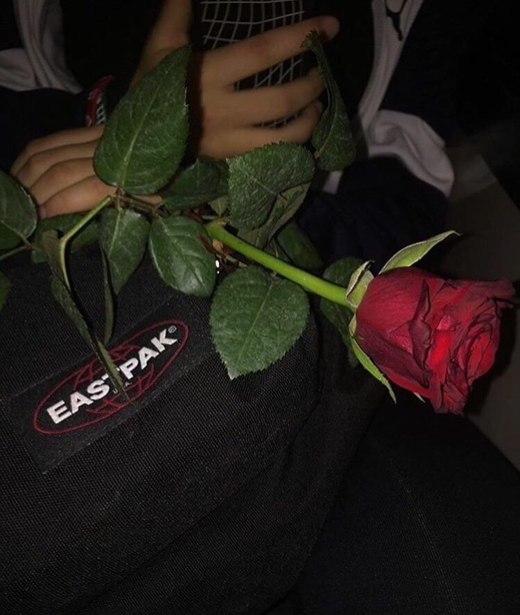 Розы без цензуры. Цветы розы в руках. Девушка с розой в руках. Розы подарок девушке. Цветы подарок для девушки.
