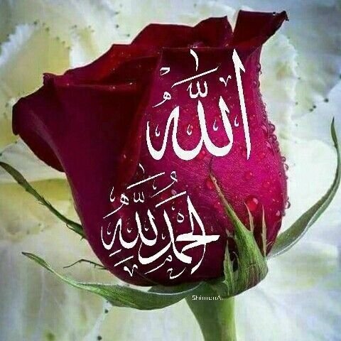 Роза Аллах