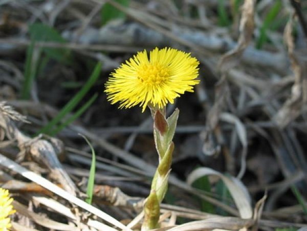 Мать и мачеха один цветок для детей