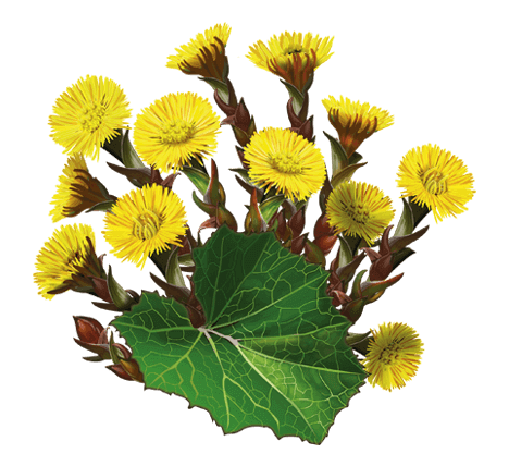 Мать и мачеха на белом фоне