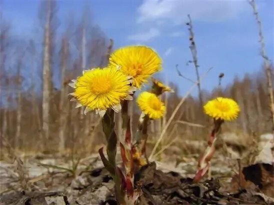 Весенние цветы мать и мачеха