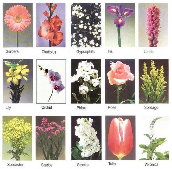 Флористические названия цветов