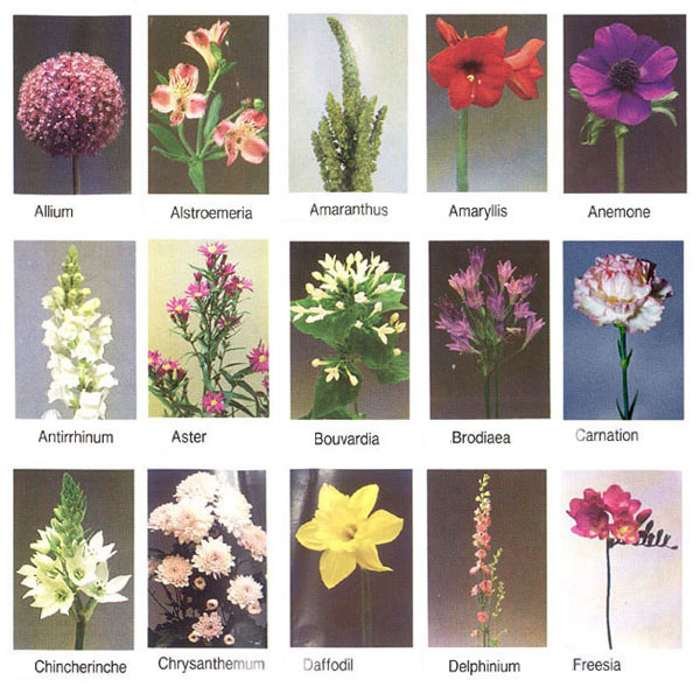 Название цветка с большой буквы. Цветыии названия. Цветы разные виды. Названия цветов растений. Названия цветов в цветочном.