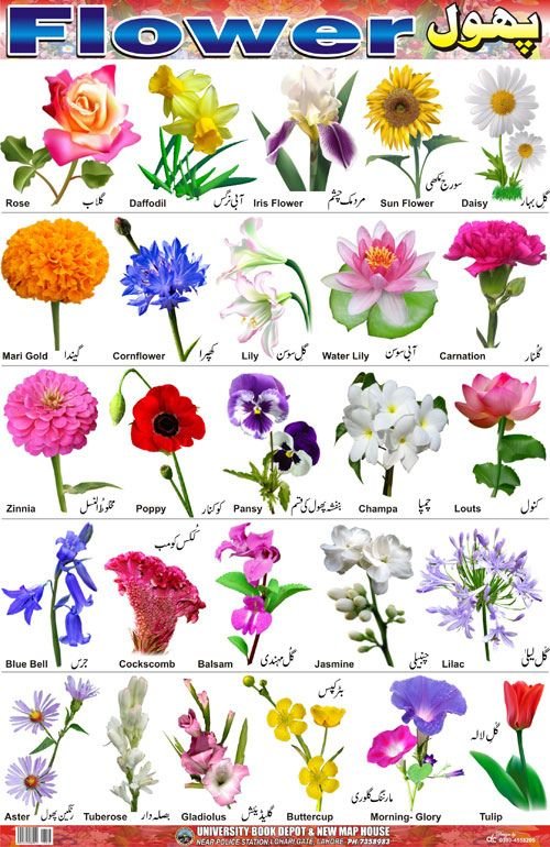 Красивые названия цветов растений. Цветы названия. Изображение цветов с названиями. Цветы названия с картинками. Названия цветов растений.
