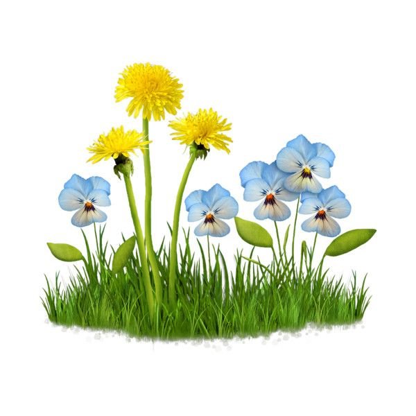Полевые цветы на прозрачном фоне