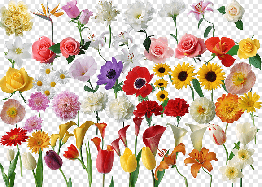 Много цветов на одном листе. Разные цветы. Разные цветочки. Цветы много. Много разных цветов.