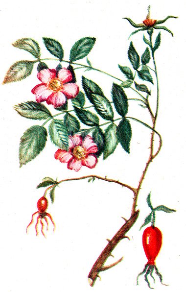 Шиповник коричный ( роза коричная)