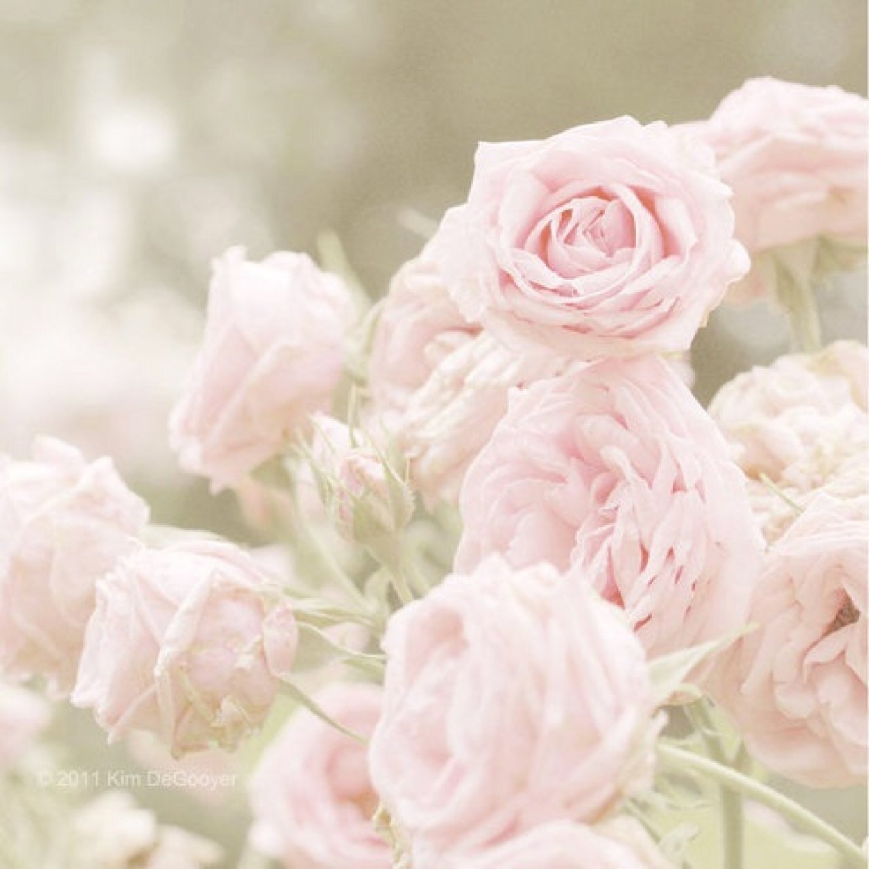 Нежные светлые песни. Нежный цветок. Бледно розовые цветы. Цветы в пастельных тонах. Нежные розы.