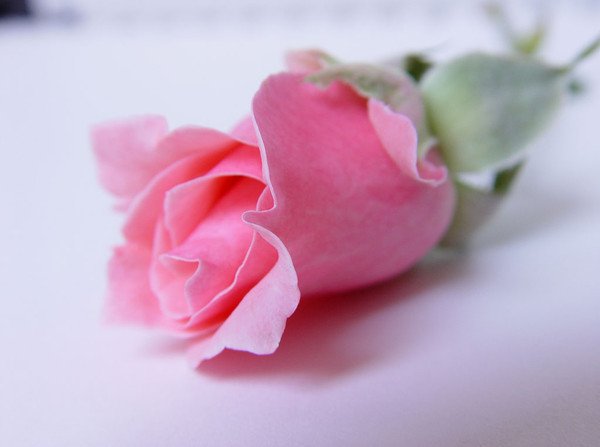 Нежные цветы с благодарностью