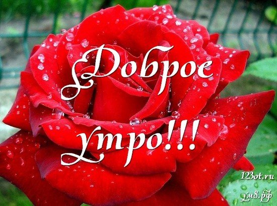 Доброе утро розы с надписью