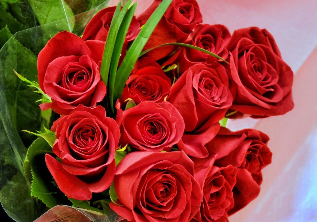 Розочки любимые. Роскошные цветы. Шикарные цветы. Шикарный букет роз.