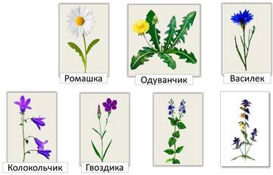 Колокольчик Ромашка Василек