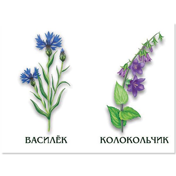 Цветы полевые и комнатные