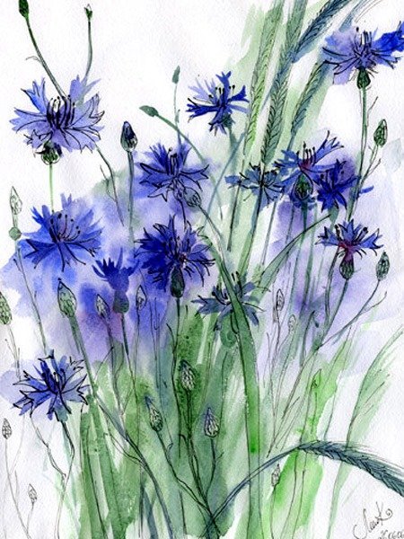 Акварель цветы васильки