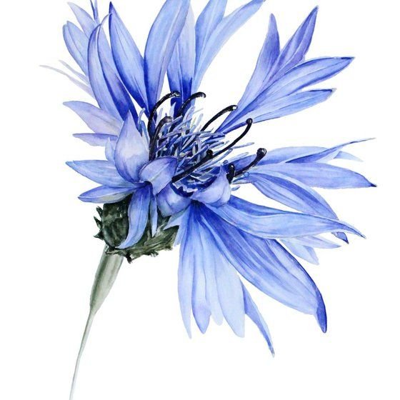 Цветы в корзине акварель