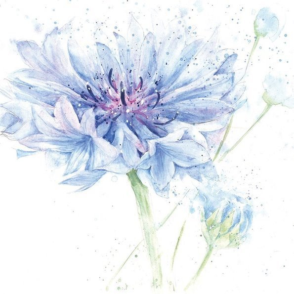 Васильки акварелью