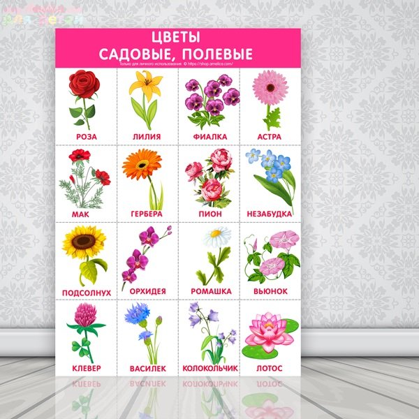 Цветы комнатные садовые полевые