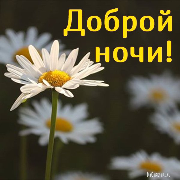 Цветы с пожеланием спокойной ночи