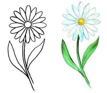 Рисунок ромашки для срисовки
