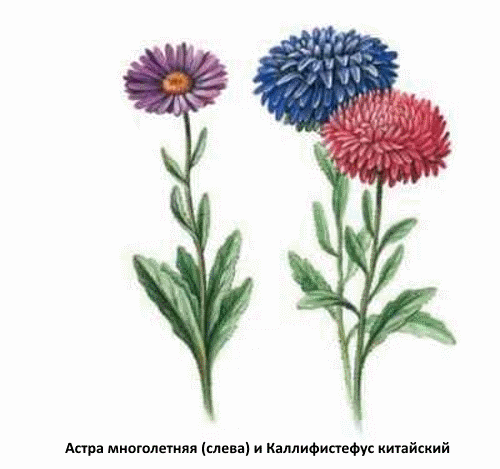 Астра голову