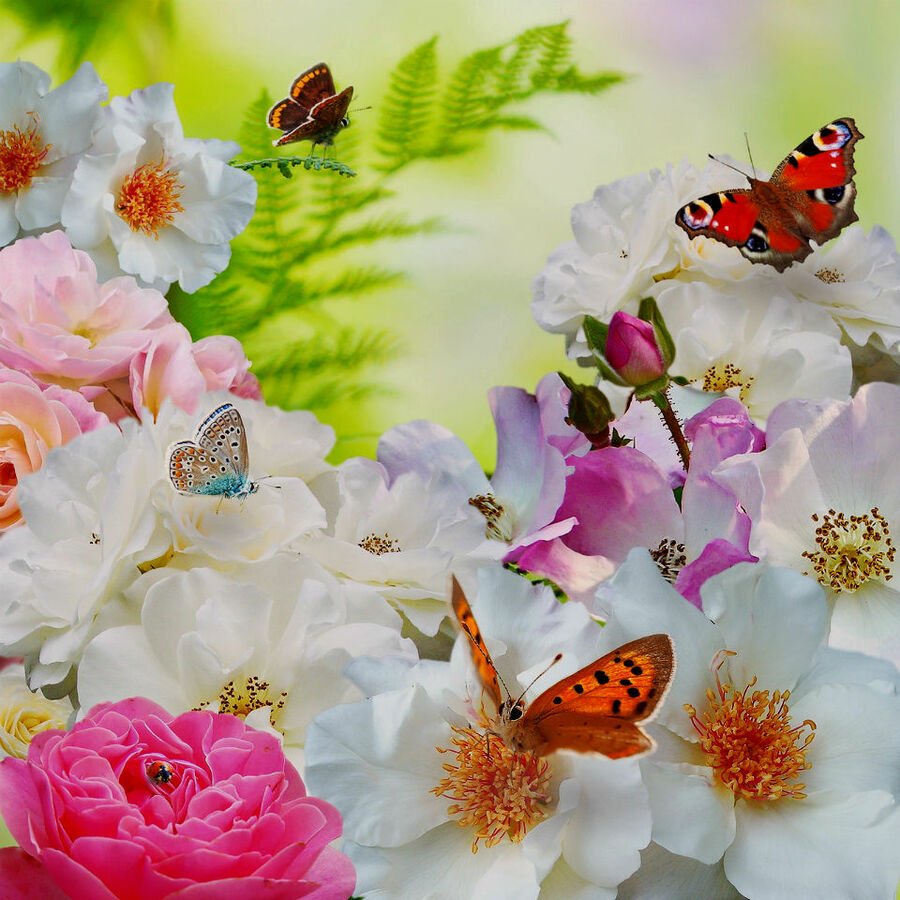 Картинки красивые цветы и бабочки (35 фото)