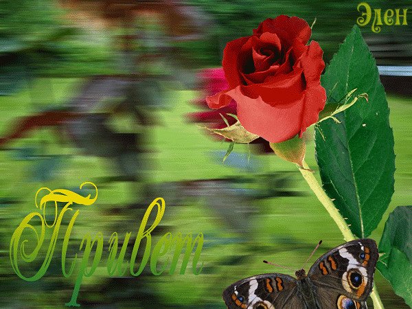 Бабочка на цветке