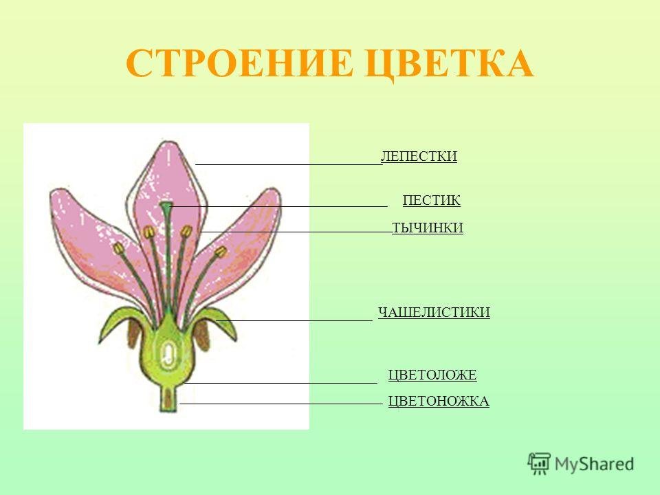 Цветок состоит из околоцветника тычинок. Строение растения тычинка пестик. Чашелистики пестик тычинки венчик. Прицветник цветоножка цветоложе. Тычинка пестик чашелистик цветоножка.
