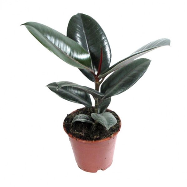 Фикус каучуконосный Робуста