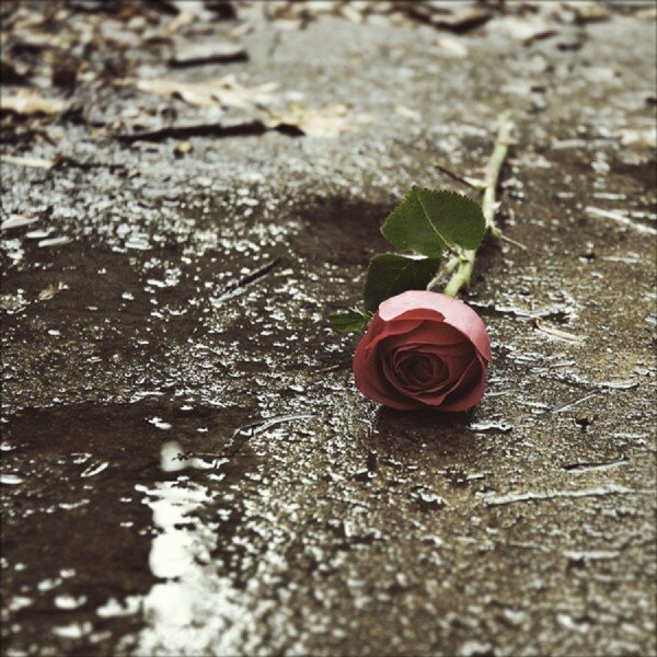 Брошенные цветы