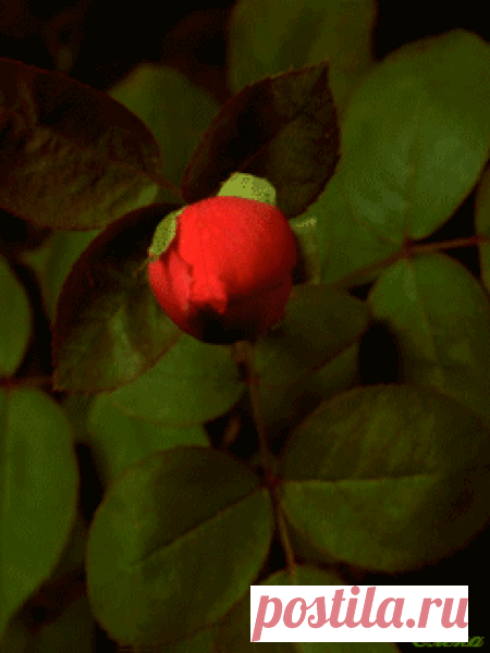 Распускающийся цветок