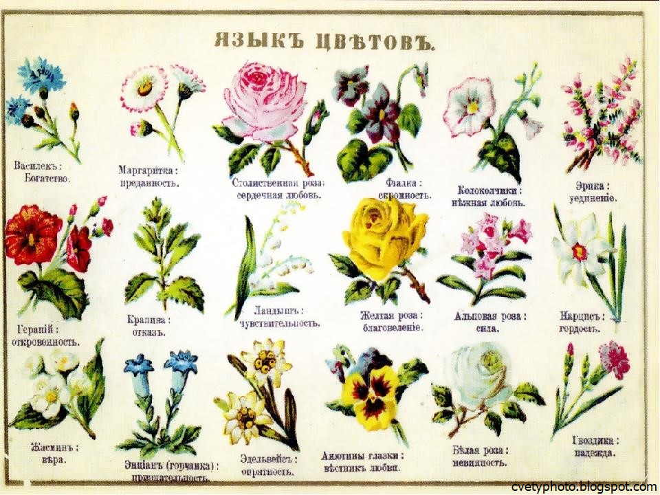 Полные названия растений. Цветы названия с картинками. Язык цветов. Что символизируют цветы.