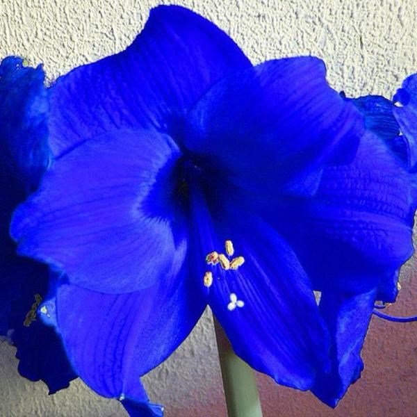 Гиппеаструм амариллис синий