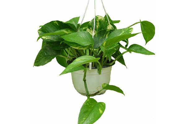 Цветок мужегон