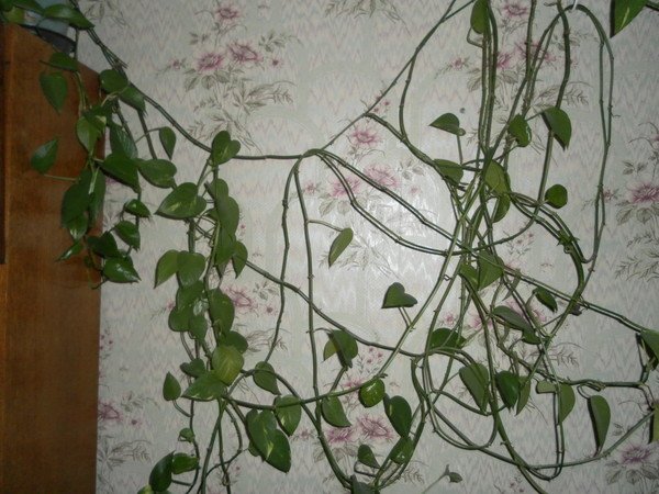 Плющ мужегон