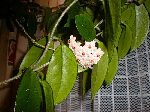 Мужегон Хойя