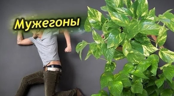Цветок который выгоняет мужчин